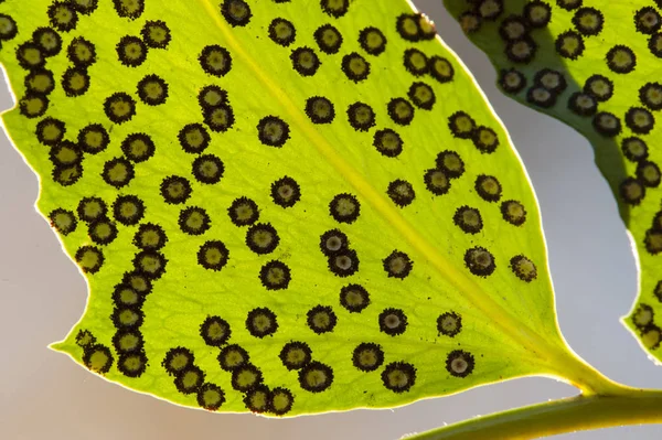 Farnsporen auf Blatt. — Stockfoto