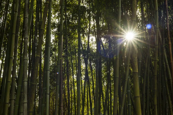 Detalle del bosque de bambú — Foto de Stock