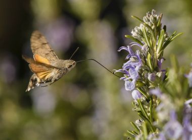 Hawk güve, macroglossa stallatarum