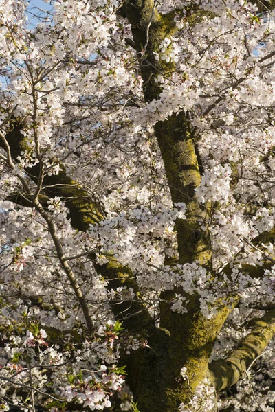 Japon kiraz ağacının çiçekleri — Stok fotoğraf
