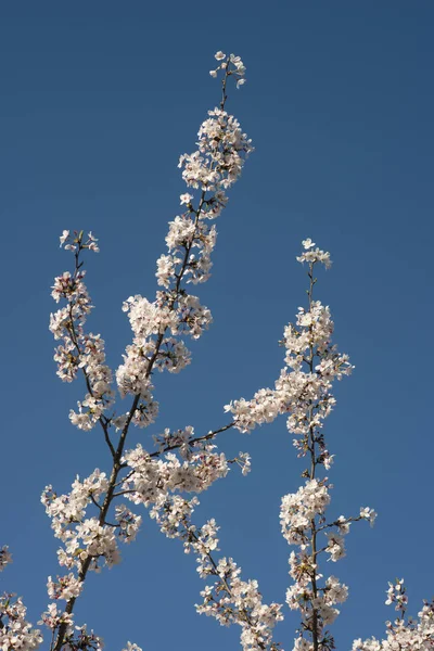 Kwiaty, japoński wiśniowego drzewa — Zdjęcie stockowe