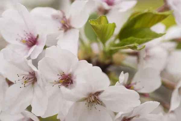 Fiori di ciliegio giapponese — Foto Stock