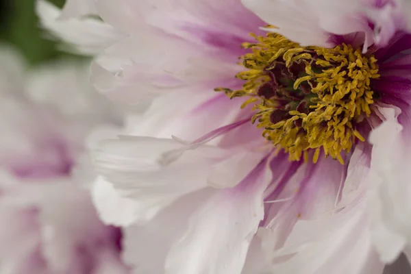 Peony bloem detail close-up — Stockfoto