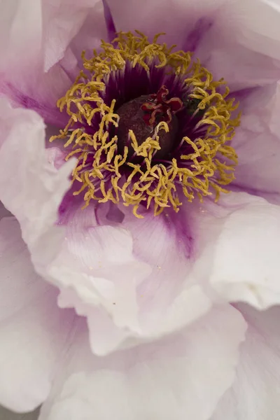 Peony flower detail close up — Stock Photo, Image