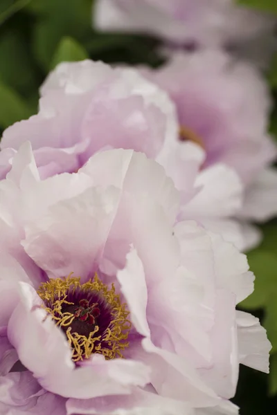 Peony flower detail close up — Stock Photo, Image