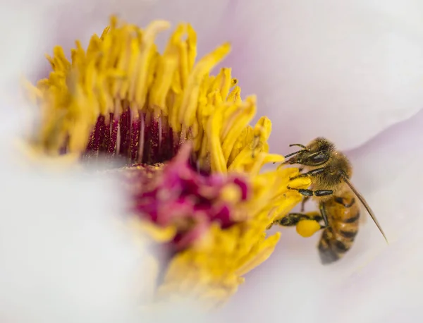 Honey bee on Peony flower close up — Stock Photo, Image
