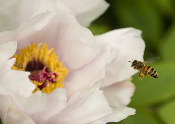 Fying honey bee on Peony flower close up — Stock Photo, Image