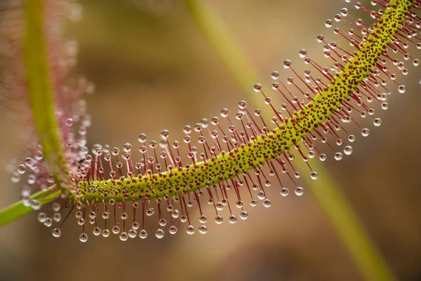 食虫植物ドローズラをクローズ アップ — ストック写真