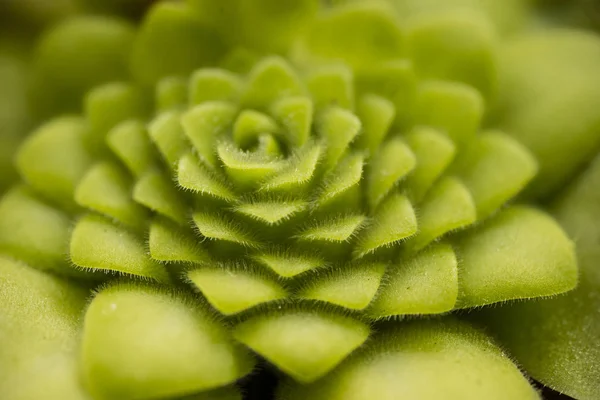 Blattrosette der fleischfressenden Pinguicula moranensis — Stockfoto