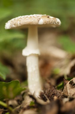 Zehirli panter cap mantar