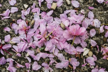 Kiraz çiçeği ağacının pembe yaprakları düşmüş 