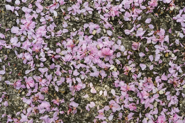 Pétales roses tombés de cerisier en fleur — Photo