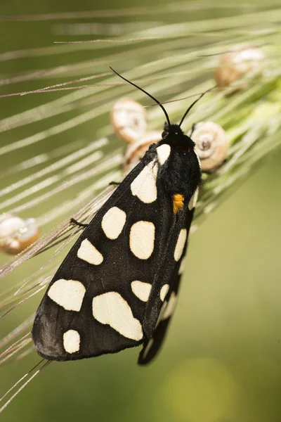 Female cream-spot tiger moth — Stock Photo, Image