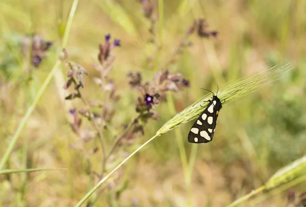 Női krém helyszíni medvelepke — Stock Fotó