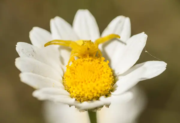 Gelbe Krabbenspinne in Jagdpose — Stockfoto