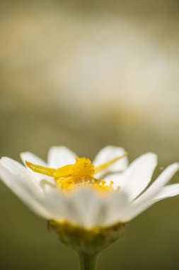 Sarı Yengeç örümcek avcılık poz 