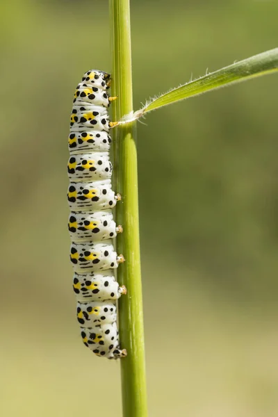 Caterpillar of mullein moth, Cocullia verbasci — Stock Photo, Image