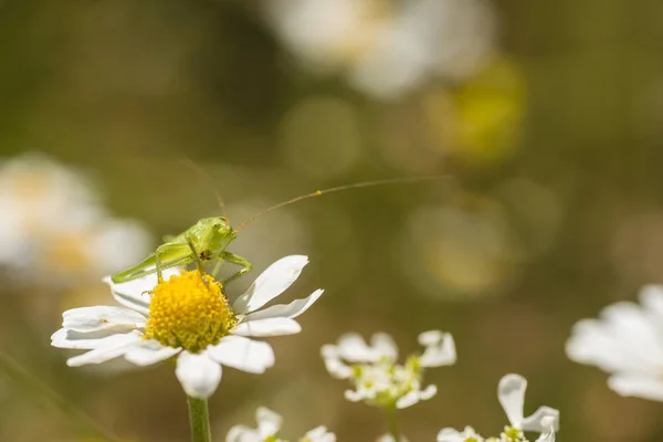 Grüne Heuschrecke auf Gänseblümchen-Blume — Stockfoto