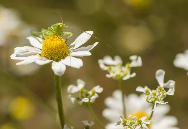 Groene sprinkhaan op daisy bloem — Stockfoto