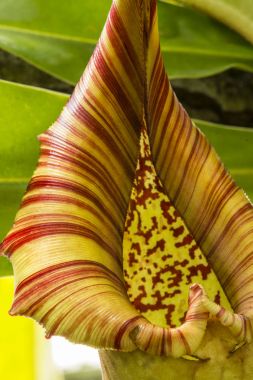 Nepenthes, olarak da bilinen tropikal atıcı bitki 