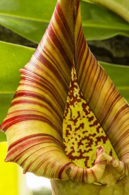 Nepenthes, also known as tropical pitcher plant  clipart