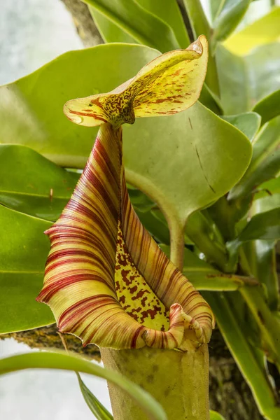 Nepenthes, también conocida como planta lanzadora tropical —  Fotos de Stock