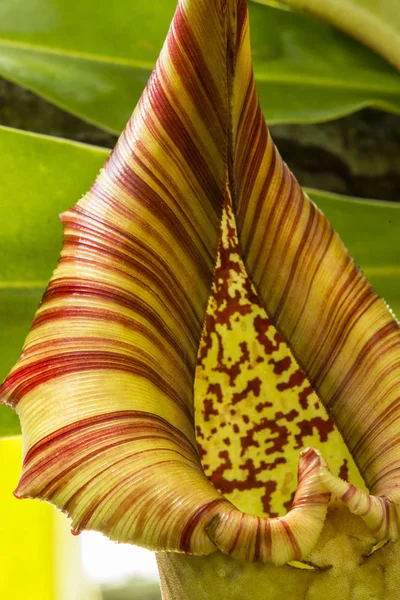 Nepenthes, también conocida como planta lanzadora tropical —  Fotos de Stock