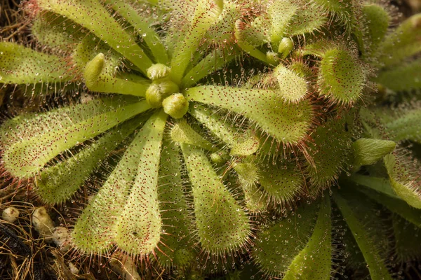 Plantes de Drosera, rosée du soleil, plante carnivore — Photo