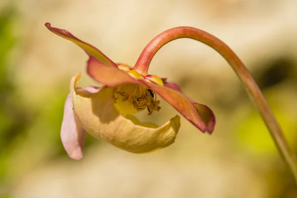 Flor de Sarracenia, planta carnívora con hormiga . —  Fotos de Stock