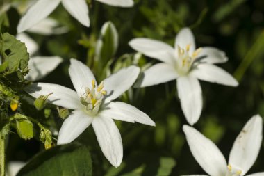 Beyaz anemon çiçekleri küçük yeşil kriket ile.