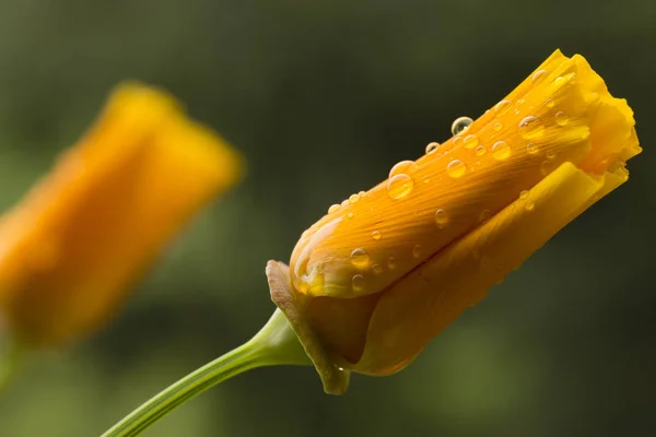 California papaveri da vicino con gocce di pioggia . — Foto Stock