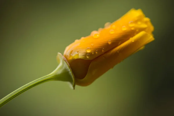 California poppies close up with rain drops. — Stock Photo, Image