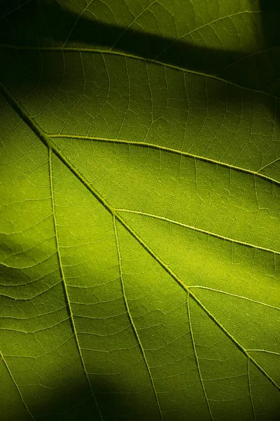 葉を透かして太陽. — ストック写真