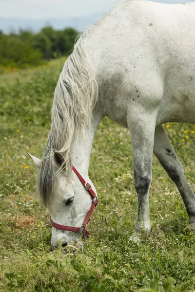 Detail of white horse grazing — Stock Photo, Image