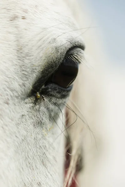 Detail of white horse eye — Stock Photo, Image