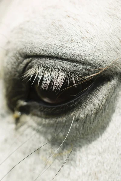 Detail of white horse eye — Stock Photo, Image