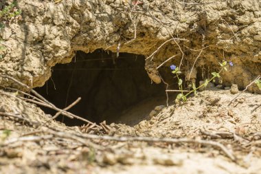 Vahşi kızıl tilki tarafından kazdık mağaranın giriş 