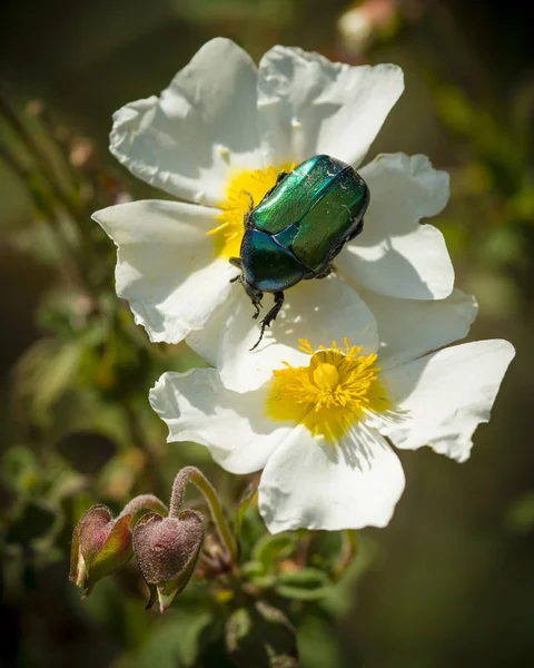 Rosa chafer coleopteron em rockrose flores Fotos De Bancos De Imagens