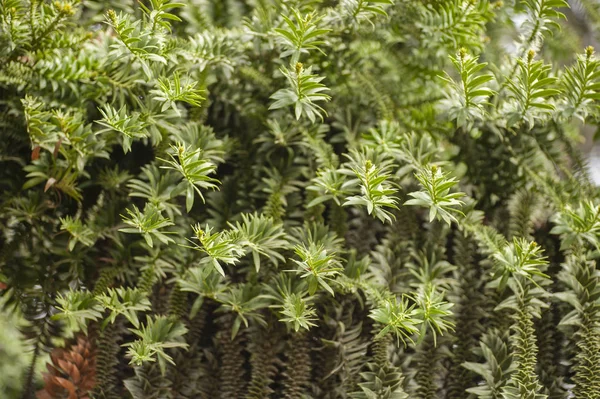 Detail Araucaria bidwillii, bunya borovice — Stock fotografie