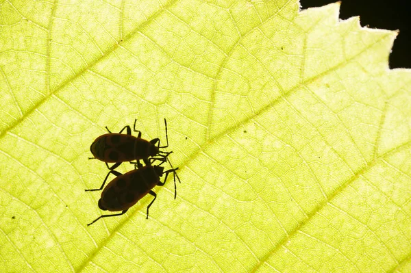 Firebug, Pyrhocoris apterus, é um inseto comum da família P — Fotografia de Stock