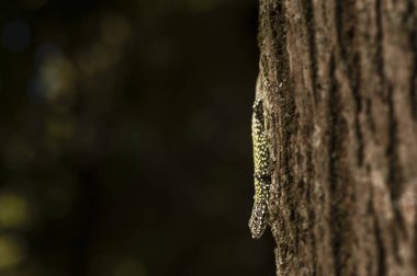 Akdeniz duvar kertenkele, Podarcis sicula, 