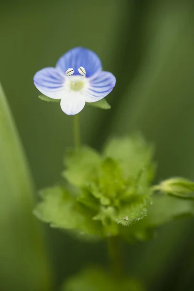 Veronica persica kwiat, birdeye speedwell — Zdjęcie stockowe