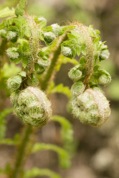 Jeunes feuilles de fougère verte — Photo