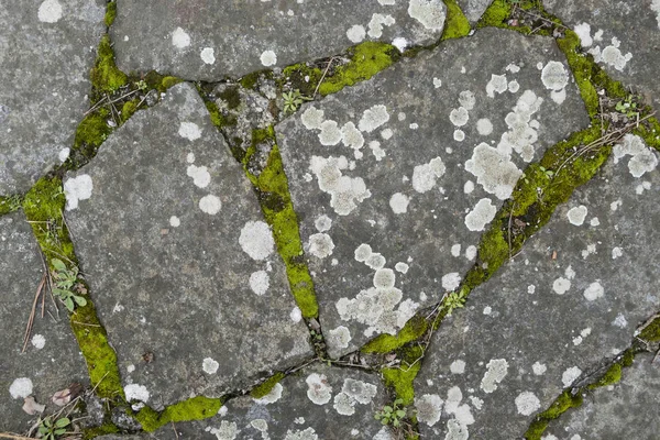 Detail aus Flechten und Moos auf uralter gepflasterter Straße — Stockfoto