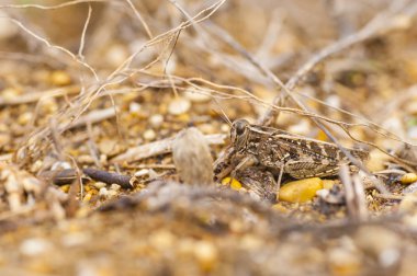 Kahverengi locust kamuflaj