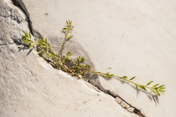 Grön växt som växer i rock spricka — Stockfoto
