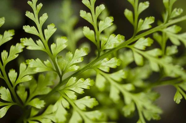 Detalhe da folha de samambaia verde — Fotografia de Stock