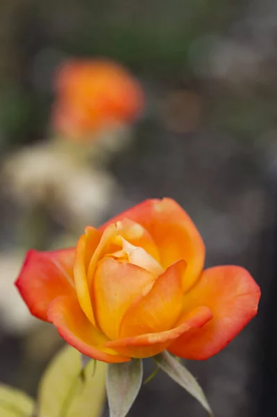 Pionowy portret pomarańczowy rose — Zdjęcie stockowe