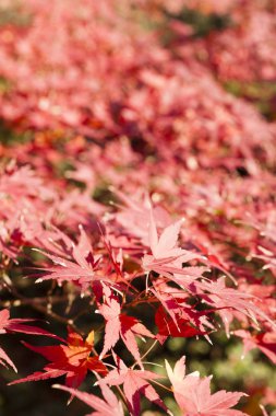 Akçaağaç kırmızı sonbahar yaprakları