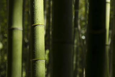 Bambu saplarını su damlaları ile 